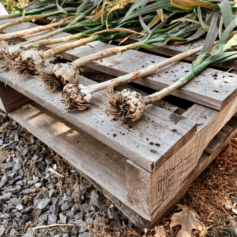 A How-to Guide for Growing Great Hardneck Garlic